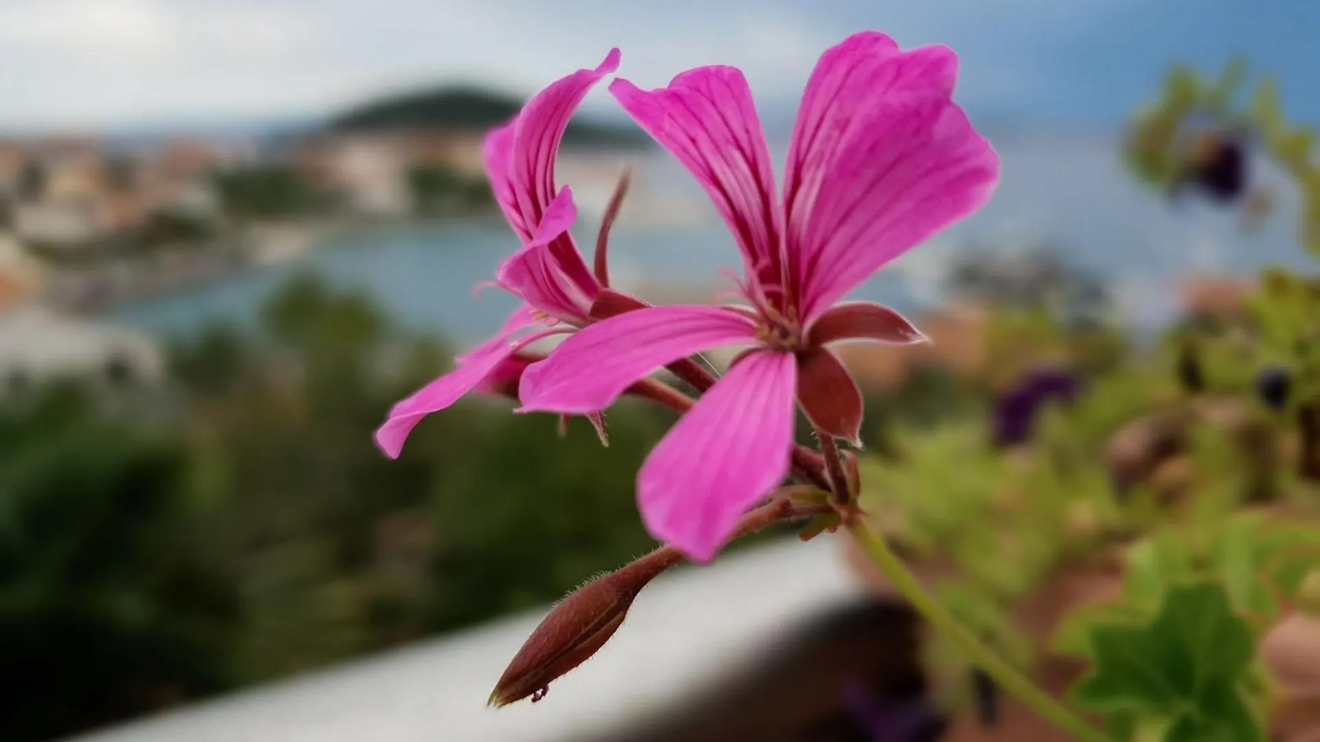 Villa Franov, Zadar, Mit Privatem Pool Und Garten Croatia